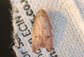 Tachystola acroxantha ?