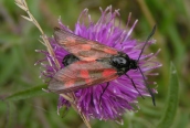 Zygaena filipendulae