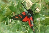 Zygaena lonicerae