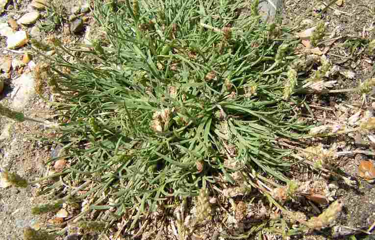 Buck's-horn Plantain