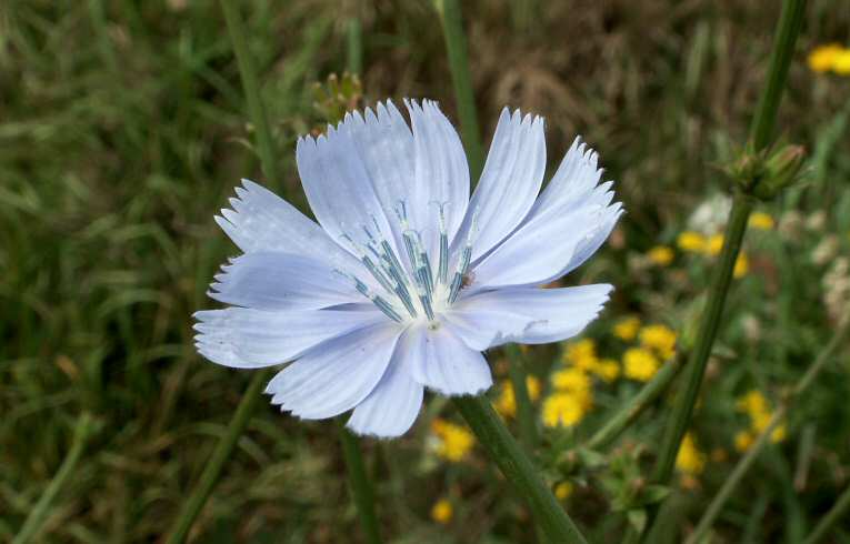 Chicory Cichorium intybus