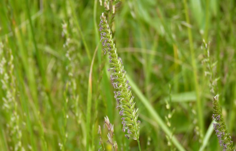 Crested Dog's-tail