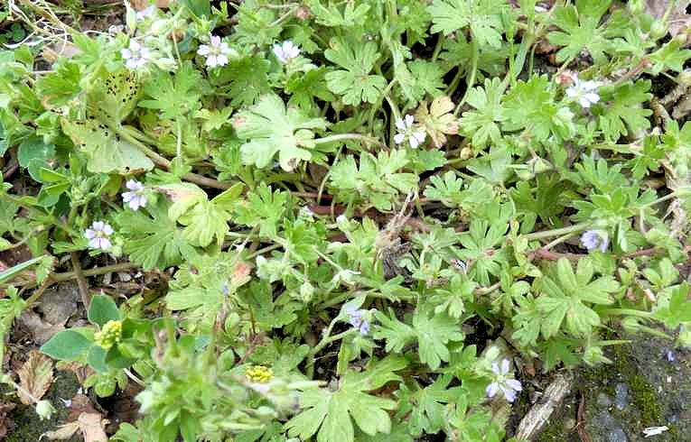 Dove's-foot Cranesbill