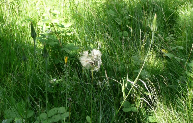 Goat's-beard
