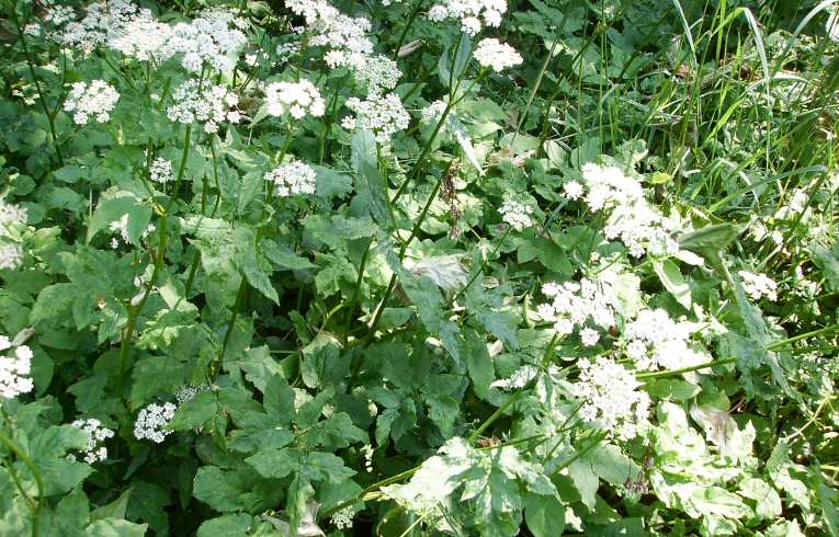 Ground Elder