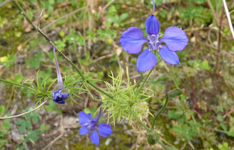 Forking Larkspur