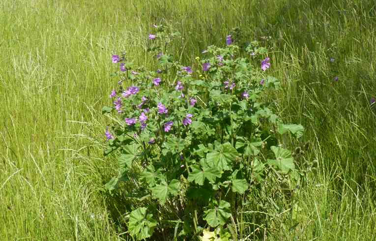 Mallow
