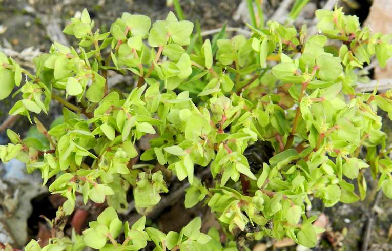Sun Spurge