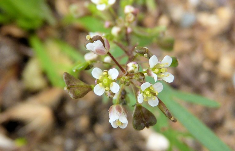 Shepherd's Purse
