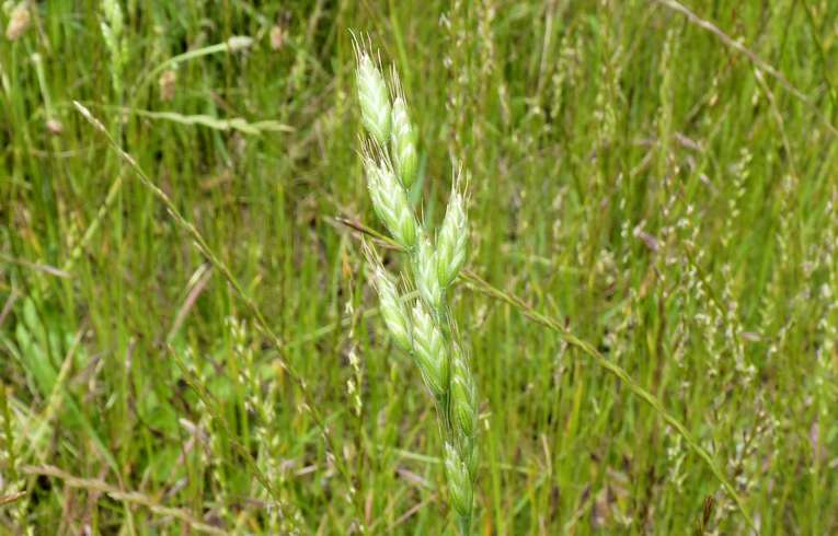 Soft Brome