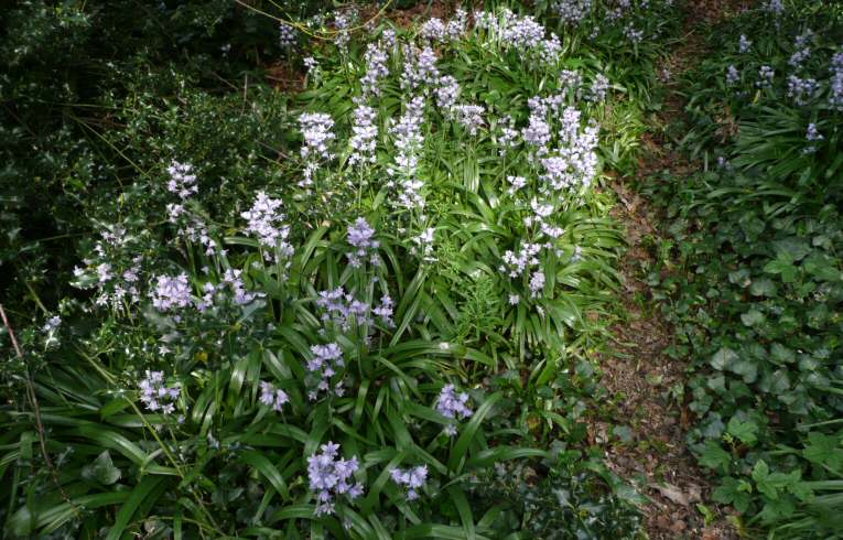 Spanish Bluebell