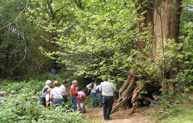 Sweet Chestnut