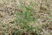 Asparagus