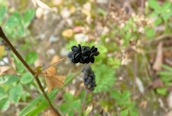 Black Medick