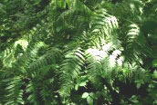 Bracken