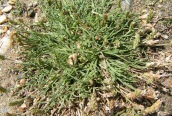 Buck's-horn Plantain 