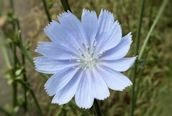 Chicory