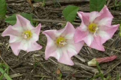 Field Bindweed