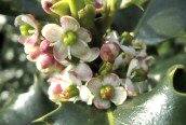 Holly