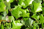 Ivy