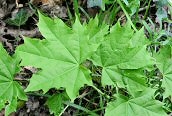 Norway Maple