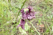 Opium Poppy