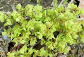 Petty Spurge