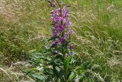 Rosebay Willowherb