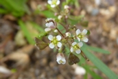 Shepherd's Purse