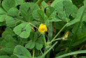 Spotted Medick