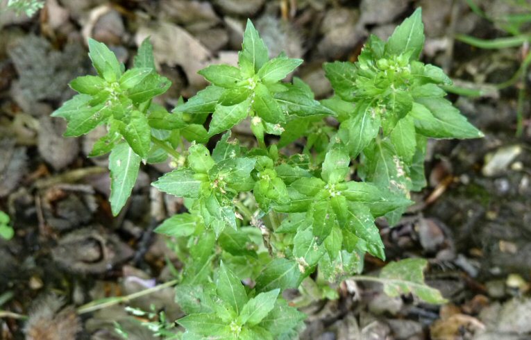 Annual Mercury