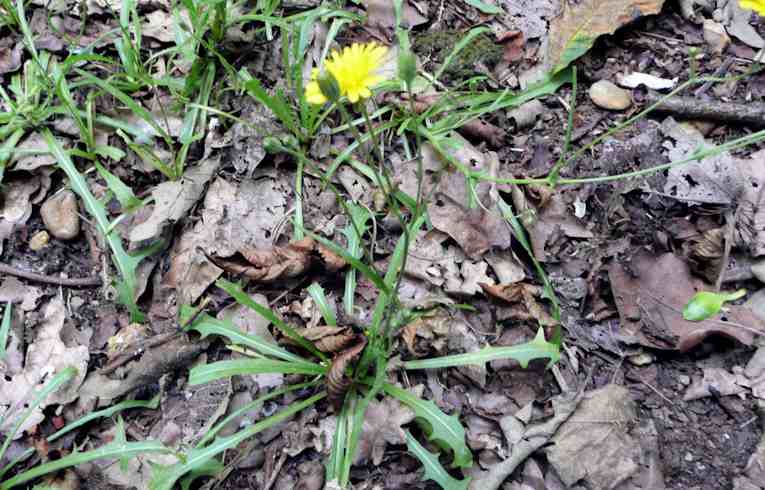 Autumn Hawkbit