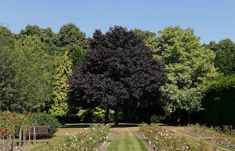 Copper Beech