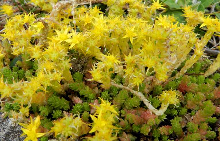 Biting Stonecrop