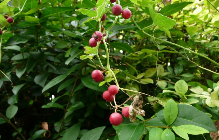 Black Bryony