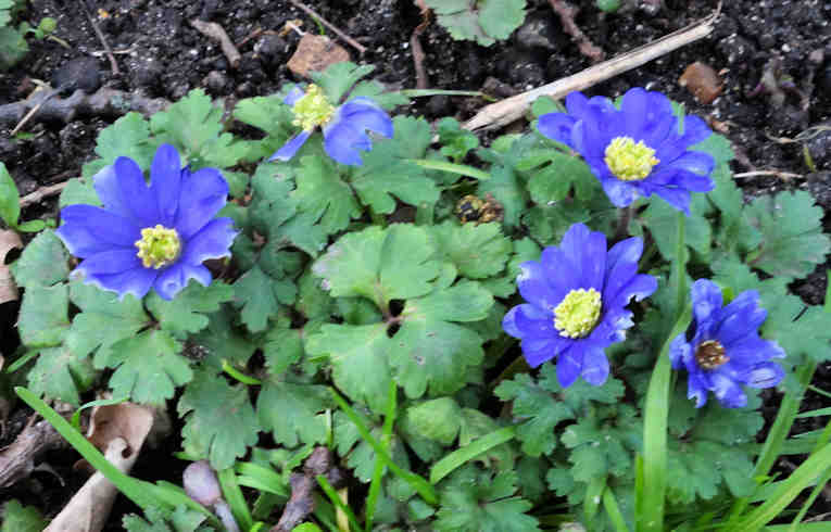 Blue Anemone