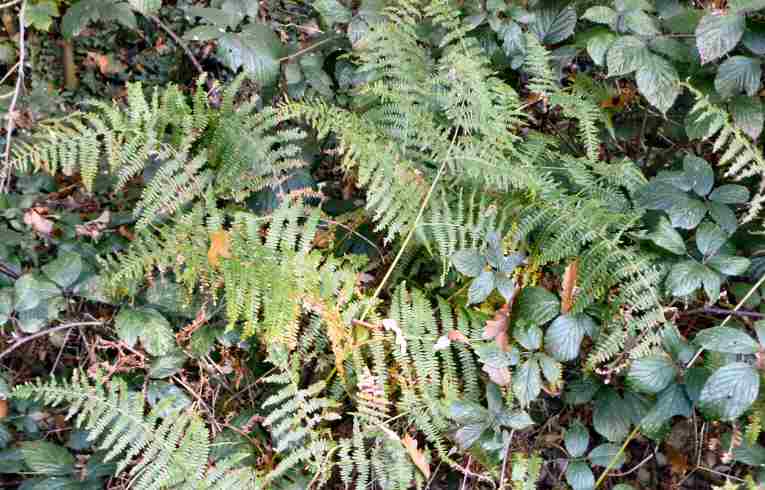 Bracken