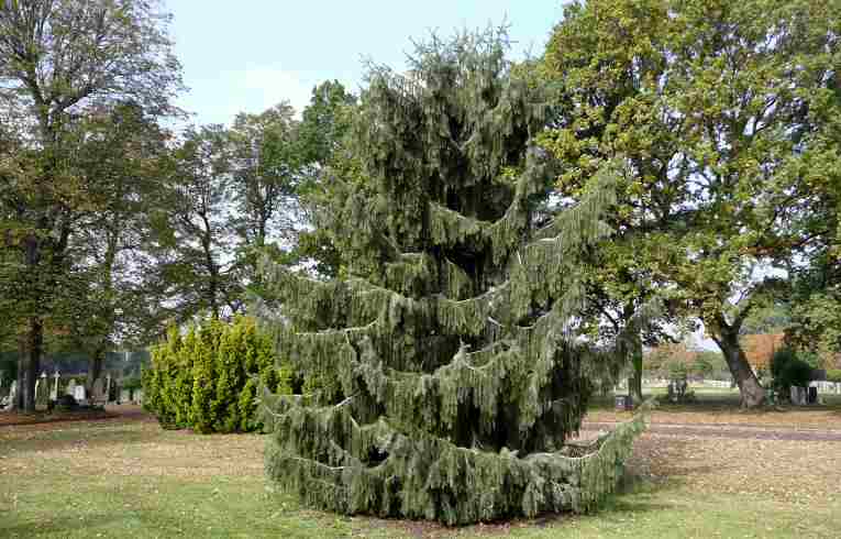Brewer's Spruce