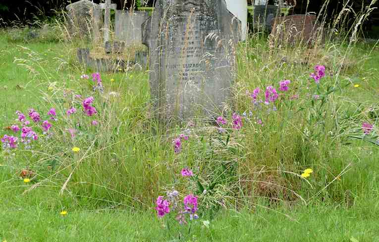 Broad-leaved Everlasting Pea