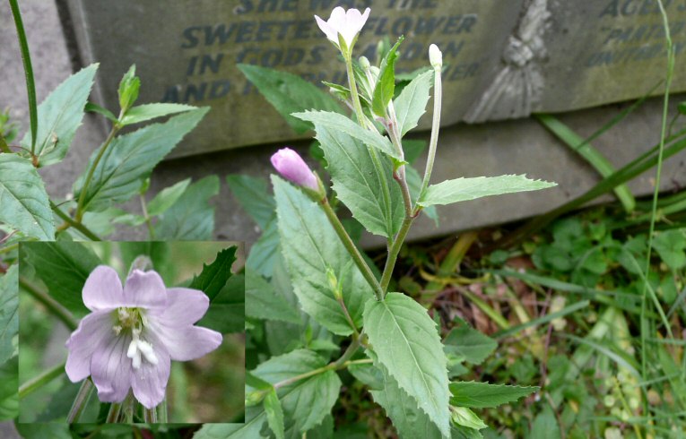 Broad-leaved Willowherb