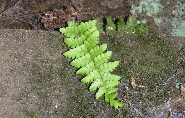 Buckler Fern