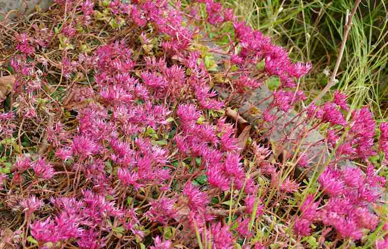 Caucasian Stonecrop