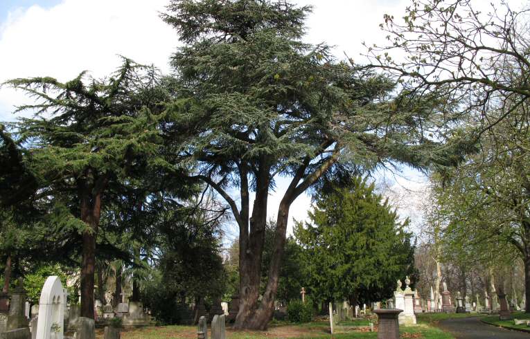 Cedar 0f Lebanon