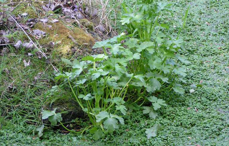 Celery-leaved Buttercup