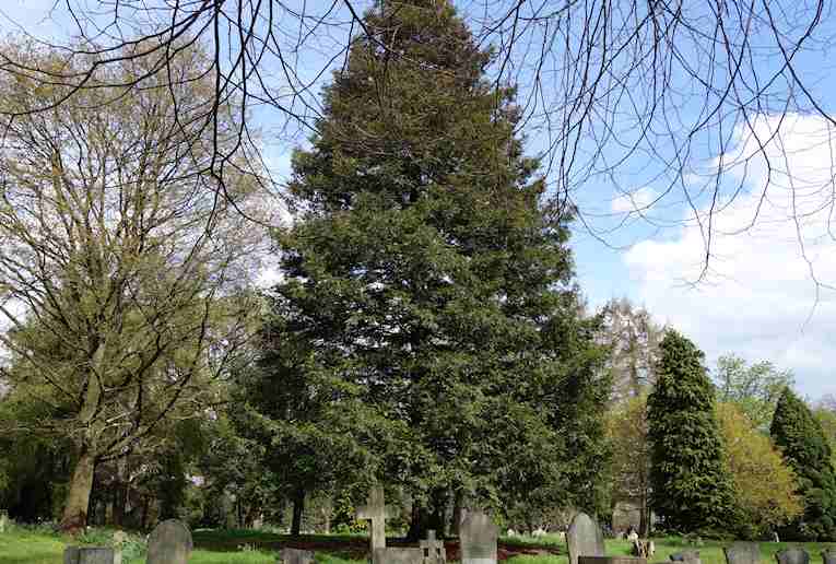 Coast Redwood