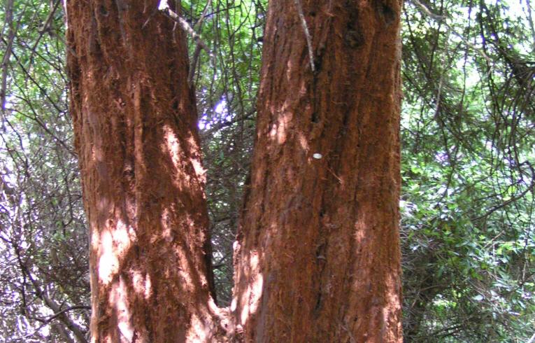 Coast Redwood