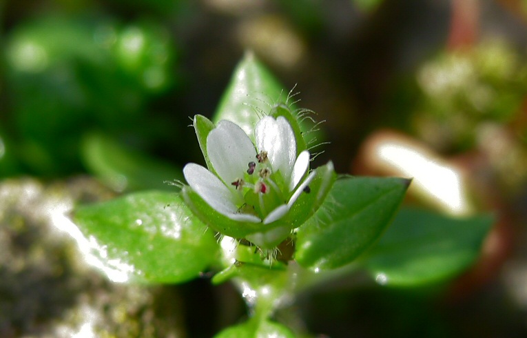 Common Chickweed