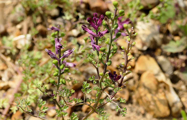 Common Fumitory