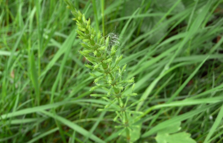 Common Horsetail