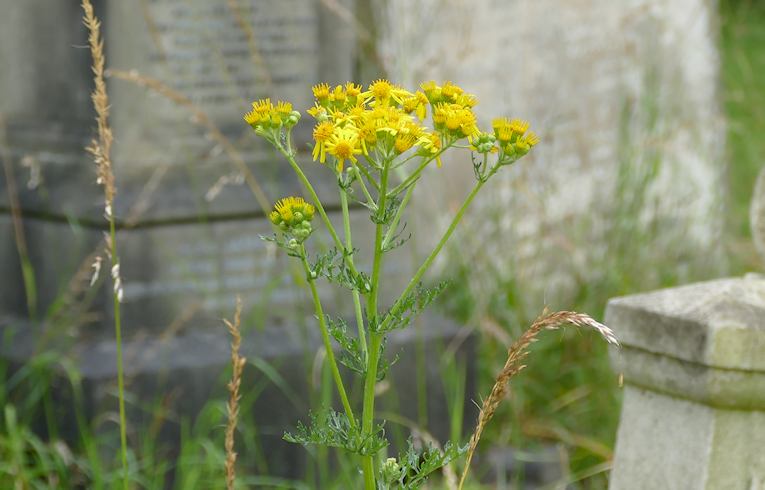 Common Ragwort